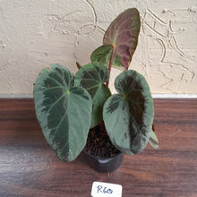 Load image into Gallery viewer, #R60 Begonia Burkillii Silver