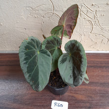 Load image into Gallery viewer, #R60 Begonia Burkillii Silver