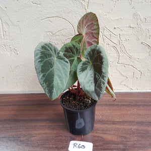 #R60 Begonia Burkillii Silver
