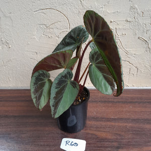 #R60 Begonia Burkillii Silver