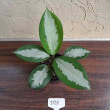 Load image into Gallery viewer, #D28 Aglaonema Silver Moon