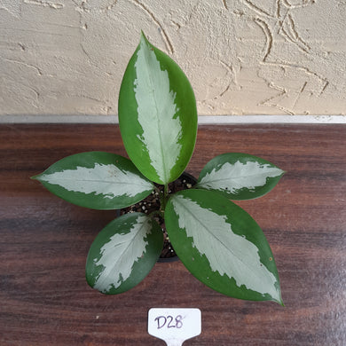 #D28 Aglaonema Silver Moon