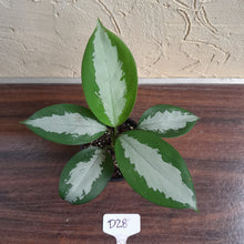 Load image into Gallery viewer, #D28 Aglaonema Silver Moon