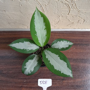 #D28 Aglaonema Silver Moon