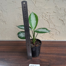 Load image into Gallery viewer, #D28 Aglaonema Silver Moon
