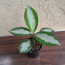 Load image into Gallery viewer, #D28 Aglaonema Silver Moon