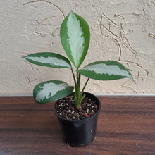Load image into Gallery viewer, #D28 Aglaonema Silver Moon