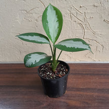 Load image into Gallery viewer, #D28 Aglaonema Silver Moon