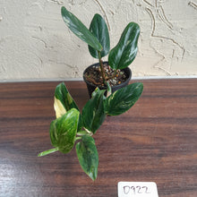 Load image into Gallery viewer, #D922 Variegated Monstera Standleyana