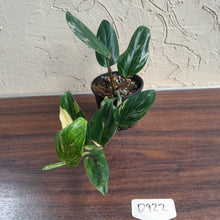 Load image into Gallery viewer, #D922 Variegated Monstera Standleyana