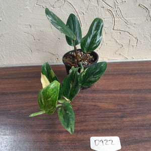 #D922 Variegated Monstera Standleyana