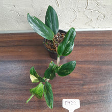 Load image into Gallery viewer, #D922 Variegated Monstera Standleyana