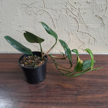 Load image into Gallery viewer, #D922 Variegated Monstera Standleyana
