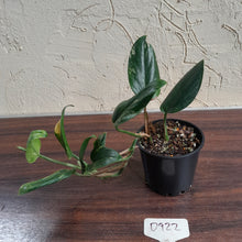 Load image into Gallery viewer, #D922 Variegated Monstera Standleyana