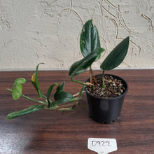 Load image into Gallery viewer, #D922 Variegated Monstera Standleyana