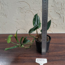 Load image into Gallery viewer, #D922 Variegated Monstera Standleyana