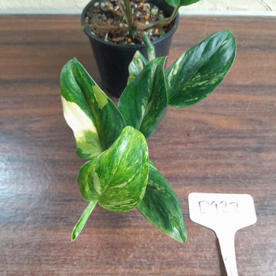 #D922 Variegated Monstera Standleyana