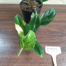 Load image into Gallery viewer, #D922 Variegated Monstera Standleyana