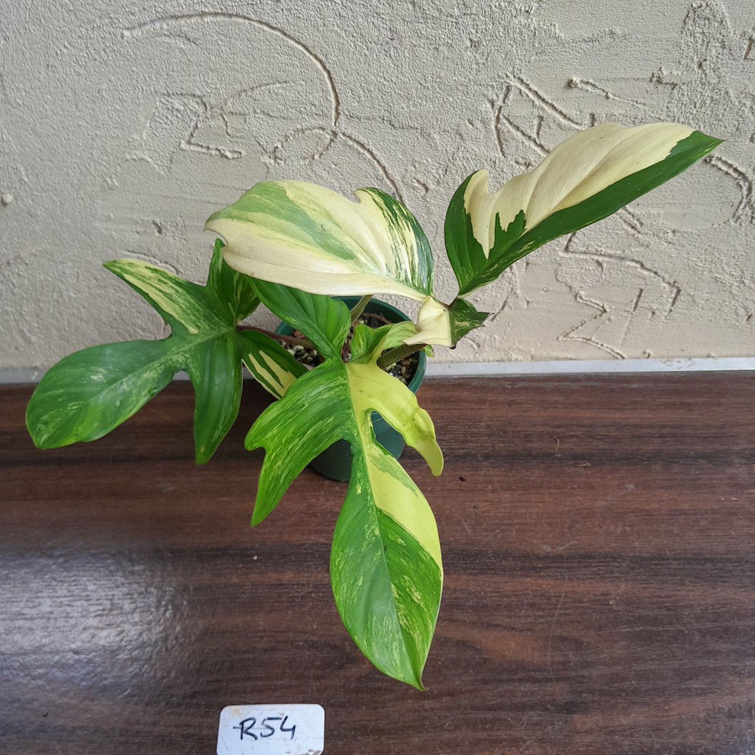 #R54 Philodendron Florida Beauty