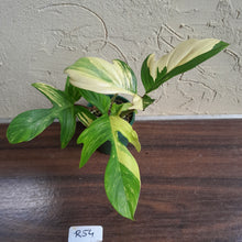 Load image into Gallery viewer, #R54 Philodendron Florida Beauty