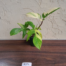 Load image into Gallery viewer, #R54 Philodendron Florida Beauty