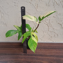 Load image into Gallery viewer, #R54 Philodendron Florida Beauty