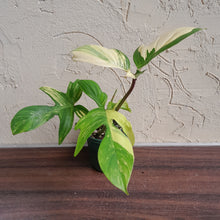 Load image into Gallery viewer, #R54 Philodendron Florida Beauty