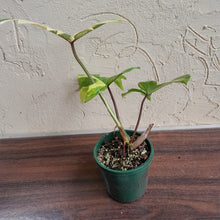 Load image into Gallery viewer, #R54 Philodendron Florida Beauty