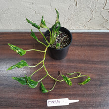 Load image into Gallery viewer, #D334 Epipremnum Shangri La