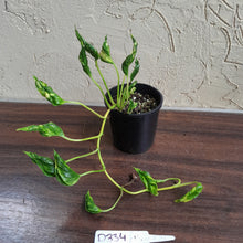 Load image into Gallery viewer, #D334 Epipremnum Shangri La