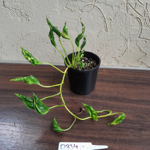 #D334 Epipremnum Shangri La