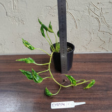 Load image into Gallery viewer, #D334 Epipremnum Shangri La