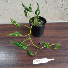 Load image into Gallery viewer, #D334 Epipremnum Shangri La
