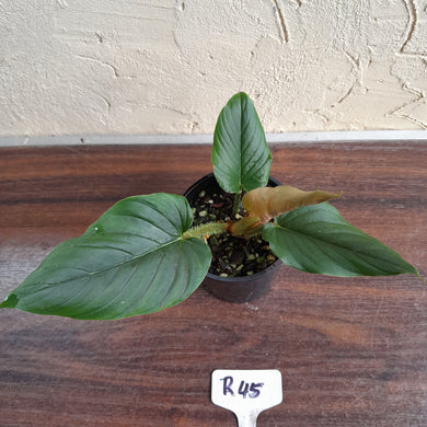 #R45 Philodendron Serpens