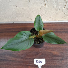 Load image into Gallery viewer, #R45 Philodendron Serpens