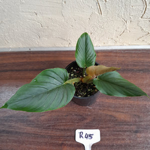 #R45 Philodendron Serpens
