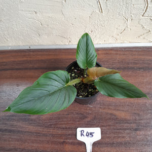 #R45 Philodendron Serpens