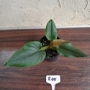 #R45 Philodendron Serpens