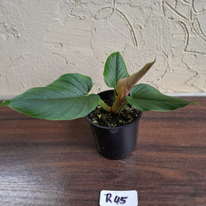 #R45 Philodendron Serpens