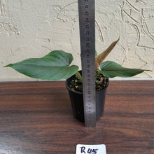 Load image into Gallery viewer, #R45 Philodendron Serpens
