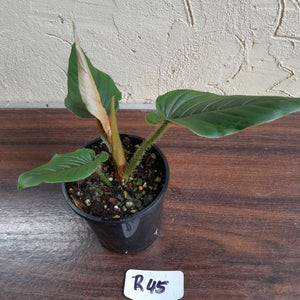 #R45 Philodendron Serpens