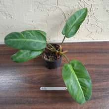 Load image into Gallery viewer, #R13 Philodendron Pulchrum