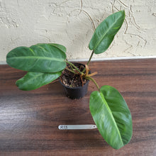 Load image into Gallery viewer, #R13 Philodendron Pulchrum