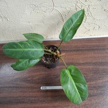 Load image into Gallery viewer, #R13 Philodendron Pulchrum
