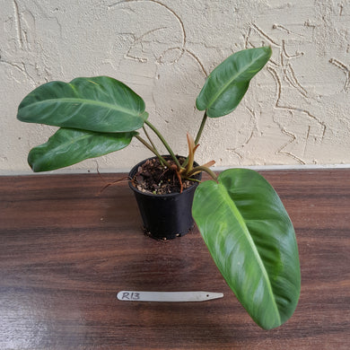 #R13 Philodendron Pulchrum