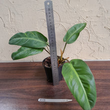 Load image into Gallery viewer, #R13 Philodendron Pulchrum