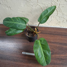 Load image into Gallery viewer, #R13 Philodendron Pulchrum