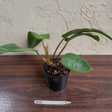 Load image into Gallery viewer, #R13 Philodendron Pulchrum