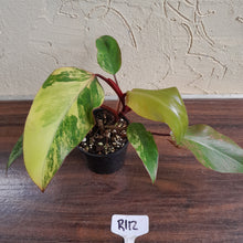Load image into Gallery viewer, #R112 Philodendron Strawberry Shake