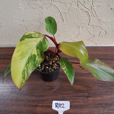 #R112 Philodendron Strawberry Shake